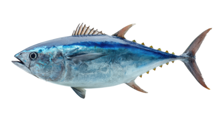 Fresh bluefin tuna fish, isolated on a white background for culinary presentation.