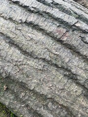 Close-up of textured tree bark showcasing intricate patterns and natural hues.