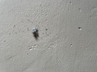 A small spider on a textured beige wall, showcasing intricate details.