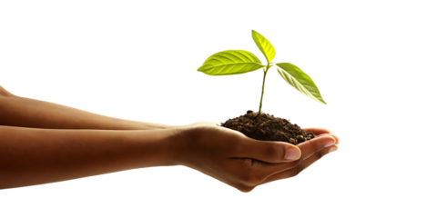 Human hands cradling seedling with green leaves isolated on a transparent background