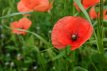 Obraz premium Open red poppy flower on grass background