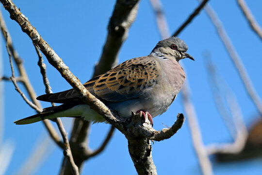 Turtle Dove // Turteltaube (Streptopelia turtur)