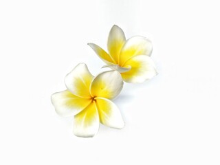 Fototapeta premium Beautiful frangipani flowers (plumeria alba) isolated on white background. Botanical photography for creative Design
