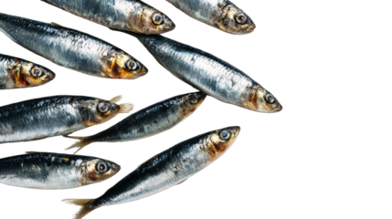 Fresh sardines on a white isolated background, showcasing their shiny scales and natural colors.