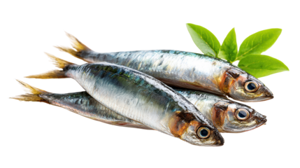 Fresh sardines on a white isolated background with green leaves for garnish.