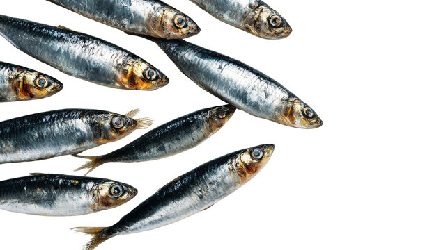 Fresh sardines on a white isolated background, showcasing their shiny scales and natural colors.