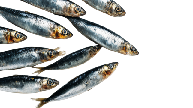 Fresh sardines on a white isolated background, showcasing their shiny scales and natural colors.
