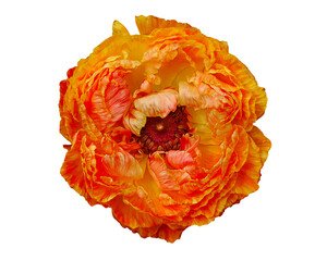 オレンジ色のラナンキュラスの花