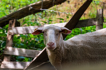 Petit matin à la ferme : la quiétude d'un mouton tondu, sous le clair-obscur vosgien