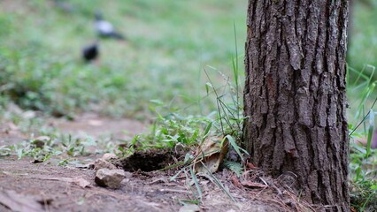 A close-up shot of a tree base in a forest with slightly hollow ground, surrounded by natural green grass. The blurred background suggests a tranquil, open natural environment.