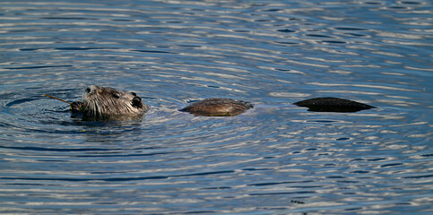 Nutria (Myocastor coypus)