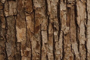 Old Tree Bark Texture