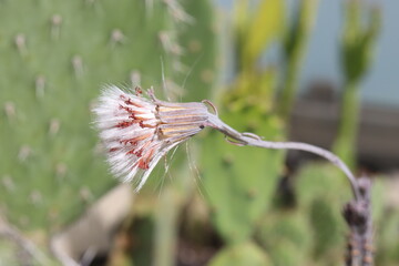 Senecio stapeliiformis 'Kilimanjaro' starzec © Perovskia