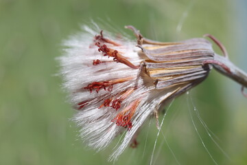 Senecio stapeliiformis 'Kilimanjaro' starzec © Perovskia