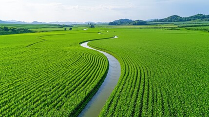 Serpentine stream through lush green cornfield