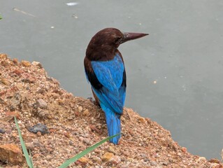 blue winged blackbird