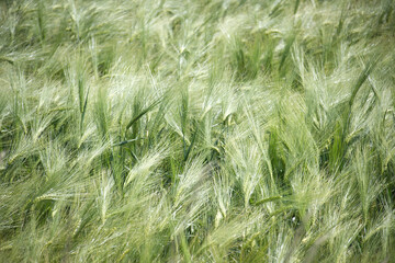 Green Barley Field With Vibrant Tall Grasses Swaying in the Breeze