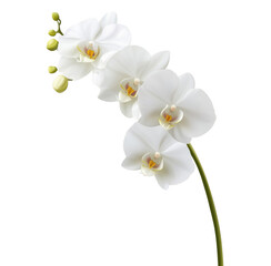 Elegant white orchid blossoms in full bloom on a graceful stem against transparent background