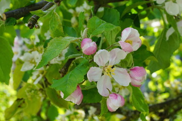Beautiful and delicate apple flowers in the morning sun close up.  Apple blossom. Spring background.