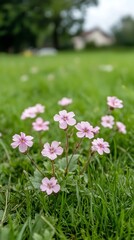 Fototapeta premium Delicate Pink Wildflowers Flourishing in Lush Green Grass Meadow �?? A Serene Natural Scene of Vibrant Spring Blooms and Tranquil Beauty