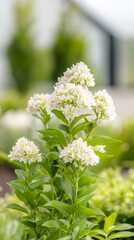 Fototapeta premium Captivating White Hydrangea Blossoms: A Symphony of Delicate Petals and Lush Greenery in a Serene Garden Setting