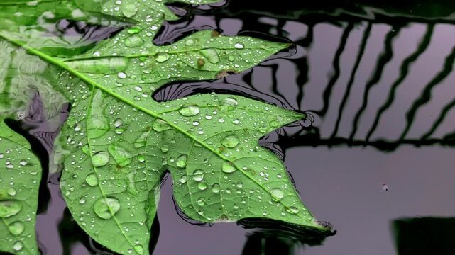 footage of water droplets on leaves floating in a calm fish pond