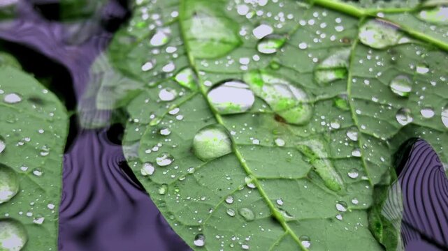 footage of water droplets on leaves floating in a calm fish pond