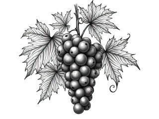 Vintage Hand-Drawn Grapes with Leaves – Black and White Illustration