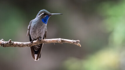 Blue-throated hummingbird perching on branch, displaying iridescent blue throat against soft gray feathering © JCarlos VBrito