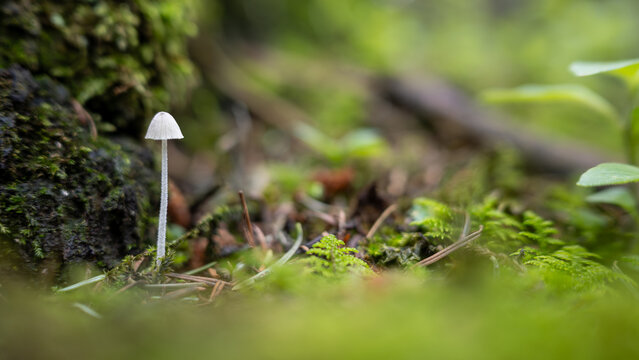 Pristine white mushroom mycena growing among lush forest undergrowth, highlighting woodland ecosystem's delicate balance