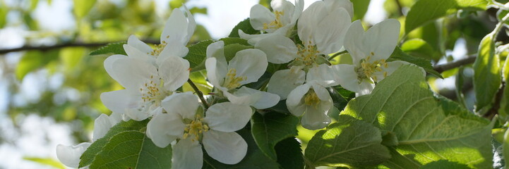 Beautiful and delicate apple flowers in the morning sun close up.  Apple blossom. Spring background.