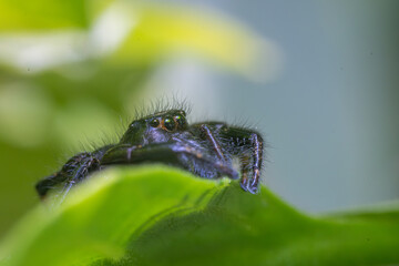 Close-up of a black jumping phidippus spider resting on a vibrant green leaf in nature