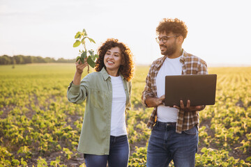 Agronomists examining soybean plants and using laptop in cultivated field