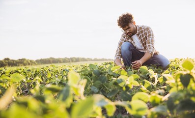 Agronomist inspecting soybean plants in cultivated field