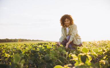 Agronomist woman inspecting crops of soybean plants in cultivated field at sunset
