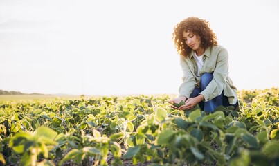 Young agronomist woman inspecting soybean plants in cultivated field