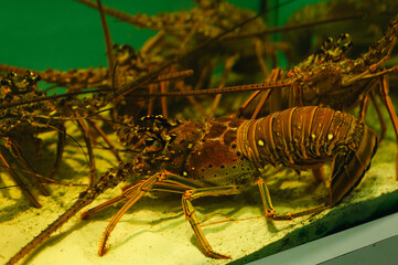 Close-up of lobsters clustered on tank floor under green lighting
