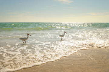 Two American White Ibis birds walking in waves Gulf of Mexico An