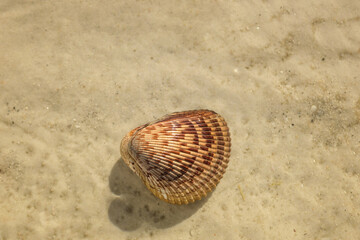 Above cockle shell in sand Anna Maria Island