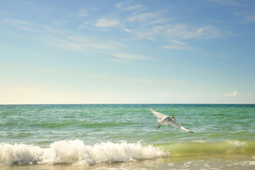 White Ibis taking flight over Gulf of Mexico Anna Maria Island