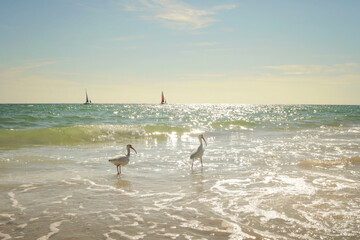 White Ibis Pair on beach Two sailboats Anna Maria Island