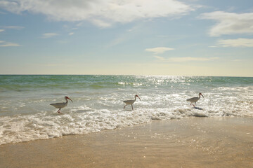 Three American White Ibis walking fishing in waves Gulf of Mexic