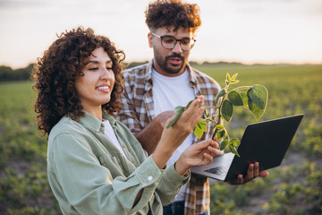 Agronomists examining soybean plant and using laptop in cultivated field