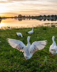 Wildlife Conservation, or Tranquil Outdoor Advertisements.