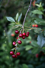 Ripe red cherries on a branch with green leaves.