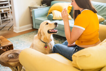 A loving golden retriever at  meal time