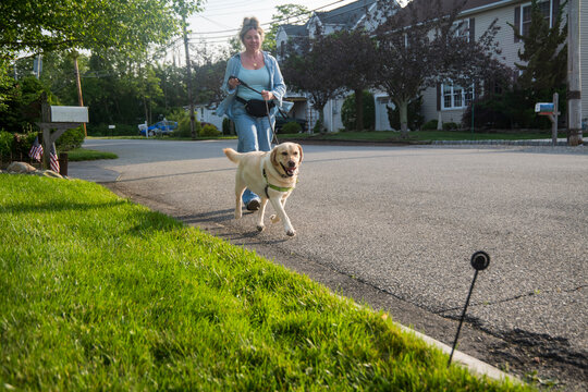 Walking the lab in the neighborhood