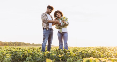 Agronomists using mobile app examining crops in soybean field