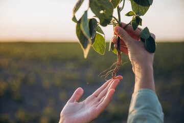 Agronomist holding soybean plant and inspecting roots in cultivated field at sunset