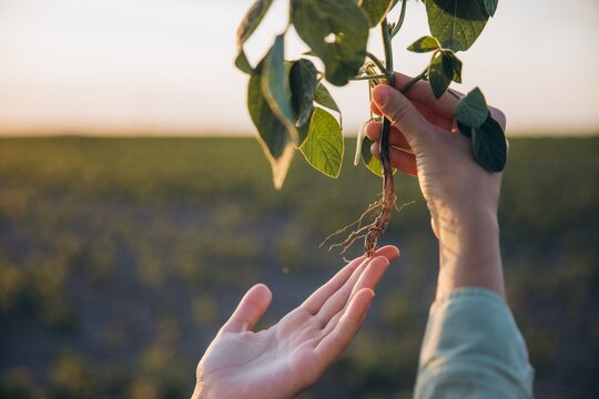 Agronomist holding soybean plant and inspecting roots in cultivated field at sunset - Powered by Adobe